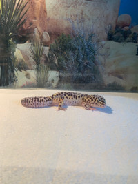 Leopard Gecko & Setup