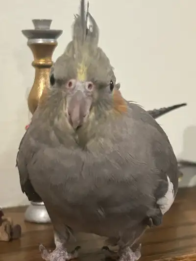 cockatiel + cage, View more
