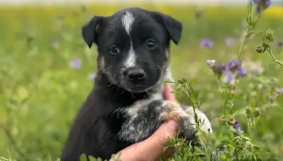 Cowboy Corgis cross ❤️, View more