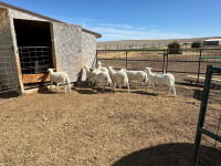 7 Katahdin Ewe lambs 