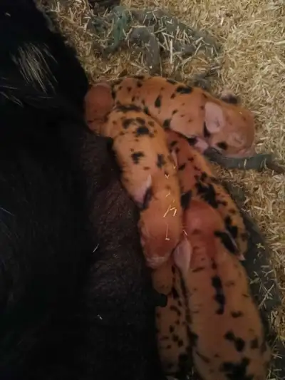 Kunekune piglets (Purebred, AKKPS), View more