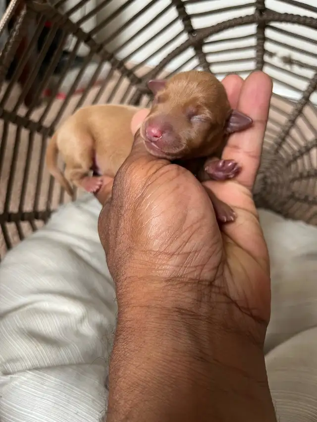 Miniature Pinscher puppies in Dogs & Puppies for Rehoming in Mississauga / Peel Region - Image 5