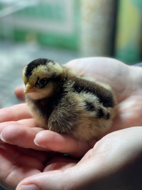 Day Old Chicks from Free Range Heritage Hens
