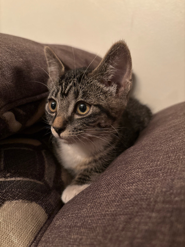 kitten for sale in Cats & Kittens for Rehoming in Vernon