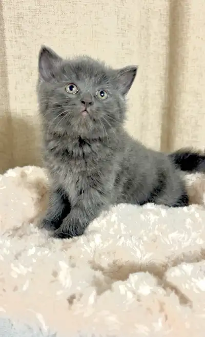 Adorable female kitten , View more