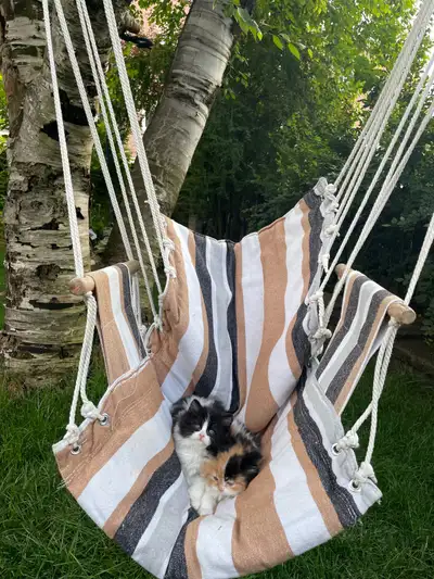 2 chatons persans croisés, View more