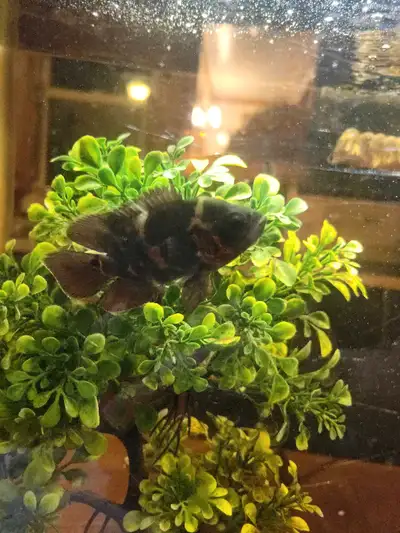 Fish for rehoming & Tank, View more