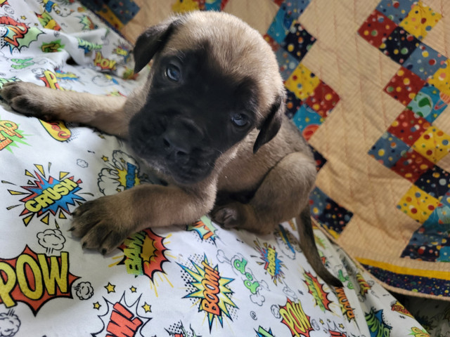 Cane Corso X Cane Corso/English Mastiff pups in Dogs & Puppies for Rehoming in Saskatoon
