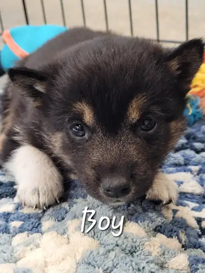 Beautiful Shiba Inu Puppy, View more