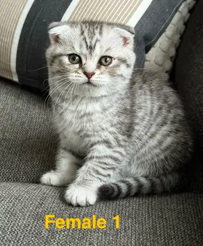 Adorable 6 kittens: 4 Scottish Fold females and 2 Scottish Straight (girl and boy). I am not a regis...
