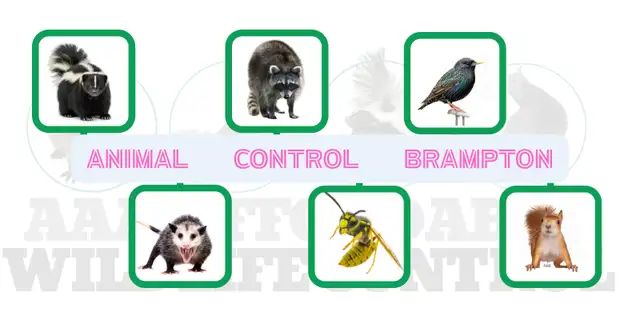 Affordable Raccoon Removal Cost Brampton63654773258881121