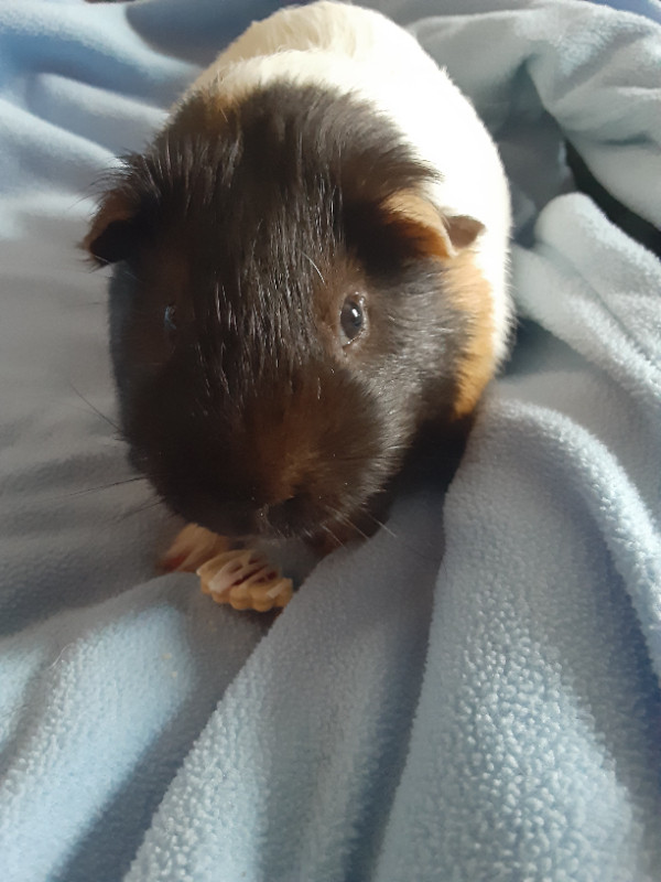 male guinea pig, white body with black head no longer available in Small Animals for Rehoming in Belleville