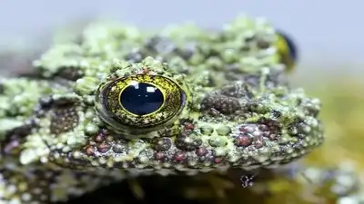 CB Vietnamese Mossy Frog (Theloderma Corticale), View more