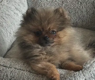 Pomeranian Puppy , View more