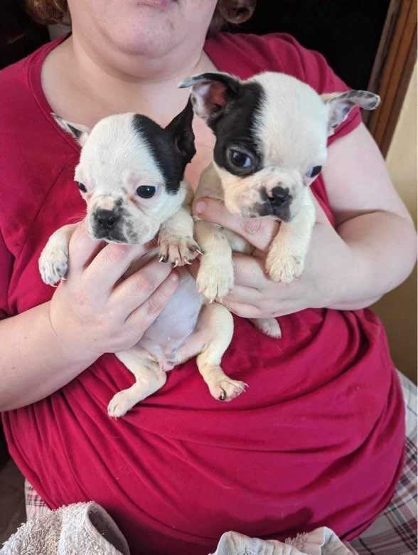 French bulldog puppies  in Dogs & Puppies for Rehoming in Bathurst