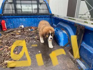 ALL PUPPIES SOLD in Dogs & Puppies for Rehoming in St. Albert - Image 3