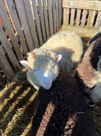 Ewe Lambs for Sale (sold pending pickup)