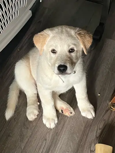 Puppies for new home, View more