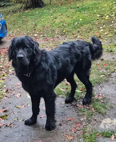 Newfoundlander in need of new home, View more
