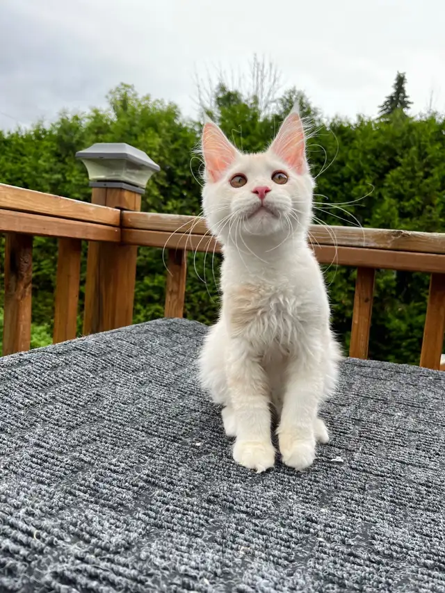 mainecoon in Cats & Kittens for Rehoming in City of Montréal - Image 3