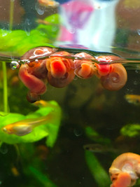 Ram horn snails for fresh water aquarium
