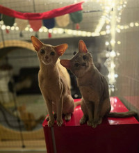 Abyssinian and somali kittens