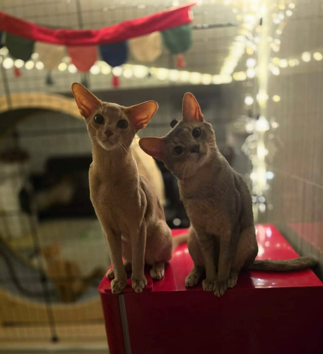 Abyssinian and somali kittens in Cats & Kittens for Rehoming in Markham / York Region