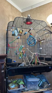 Reduced price conures and cages