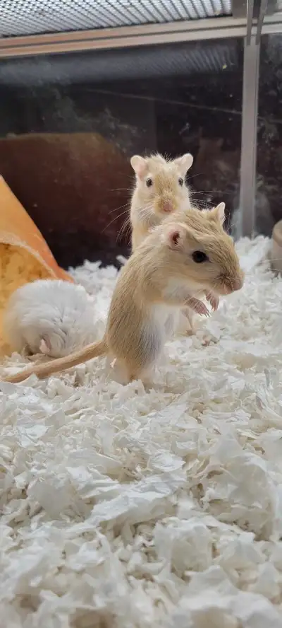 We have some baby gerbils available these guys are just a few months old if interested please call 7...