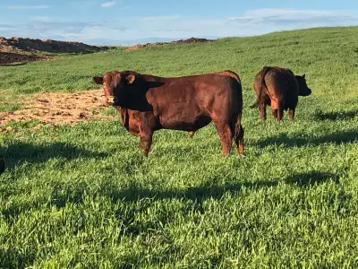 Yearling, 2 yr old Red & Black Angus bulls. Quiet easy calving heifer and cow bulls Please contact f...