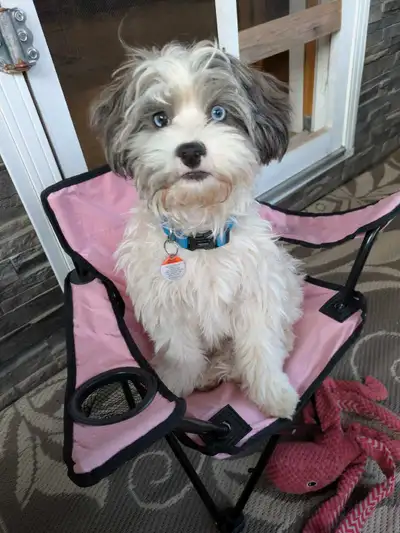 Update: Possible home found - Looking for a home, View more