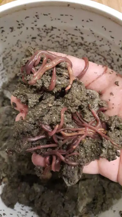Composting worms, Red Wigglers, 40+ count, View more