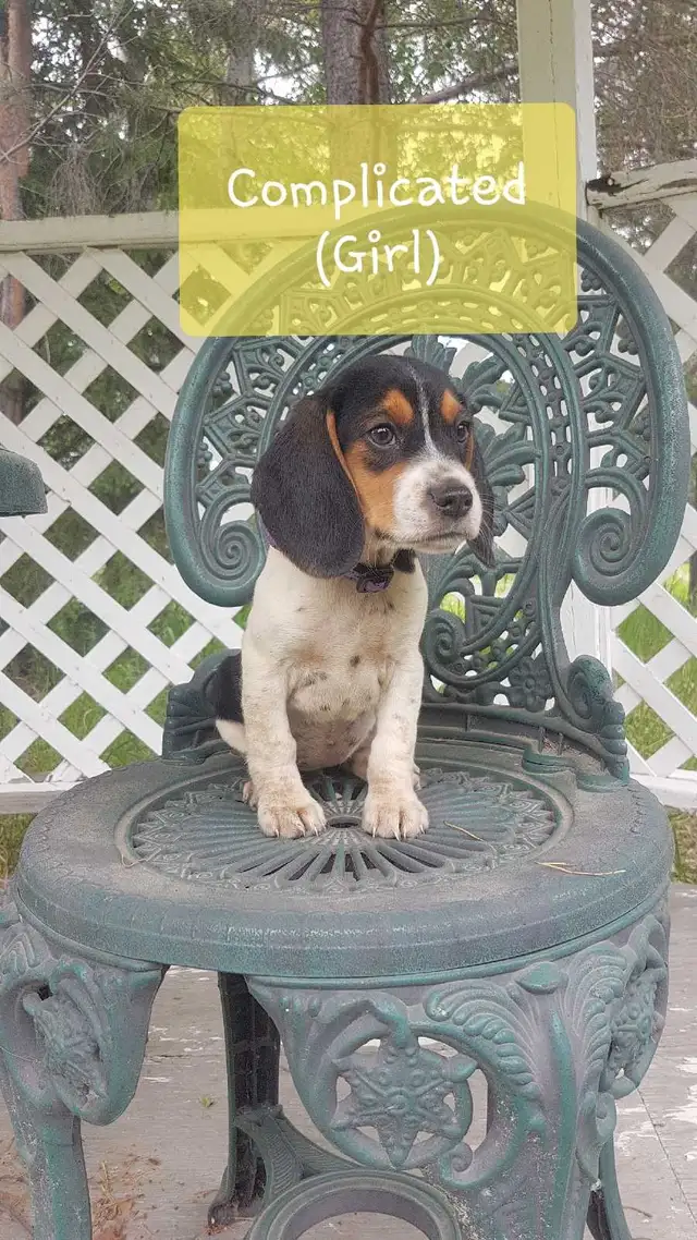 Cute beagle puppies for sale! in Dogs & Puppies for Rehoming in St. Albert - Image 3