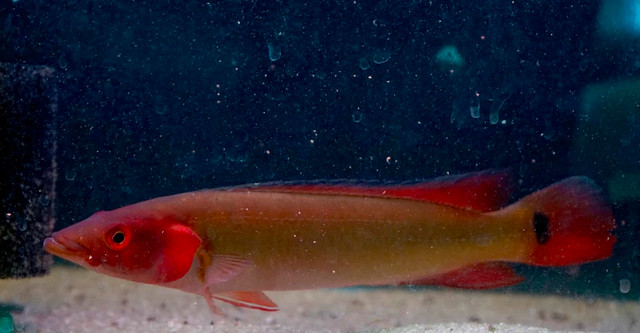atabapo red pike on sale at TT pets in Fish for Rehoming in Mississauga / Peel Region
