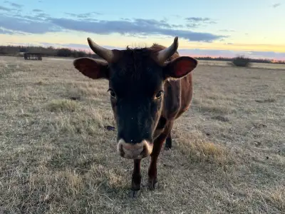 Jersey X heifer for sale. Born summer 2024. Unregistered. Pasture-fed, free range. Only given spray-...