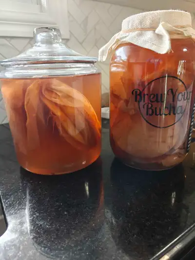 FREE Kombucha SCOBIE to brew your own healthy tea. Must bring clean and sanitized container.