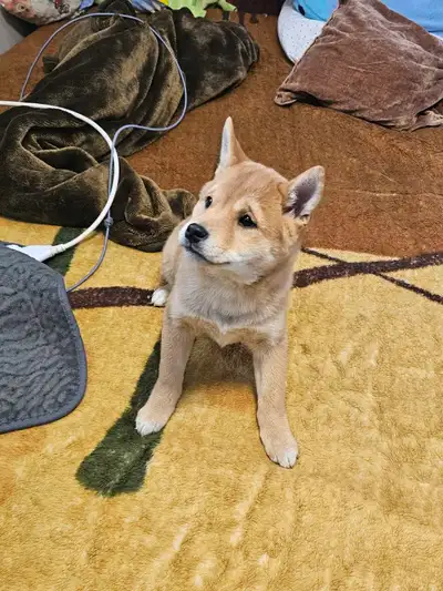Shiba Inu mix puppies, View more