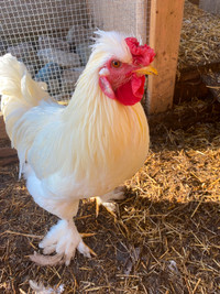 Silkie-mix Rooster