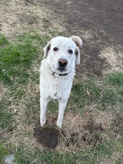 livestock guardian dog, View more