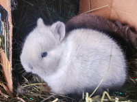 4 Netherland dwarf baby bunny