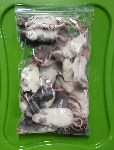 Feeders: Frozen & Live Rodents Kitchener, View more