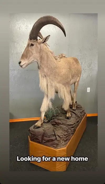 This Aoudad mount is a striking piece, perfect for adding a touch of the wild to any room. The mount...