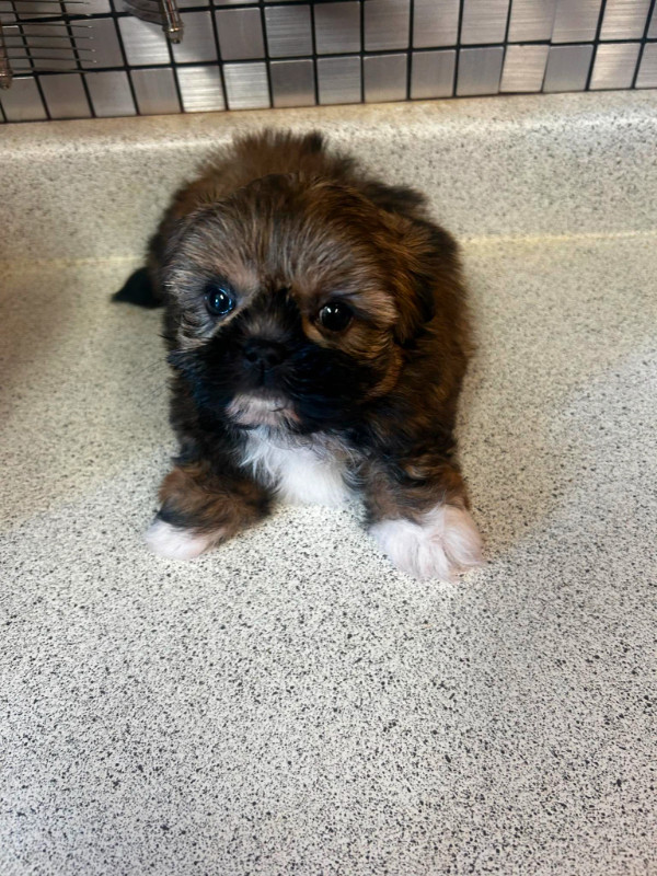 CHIOT SHIH TZU in Dogs & Puppies for Rehoming in City of Montréal - Image 3