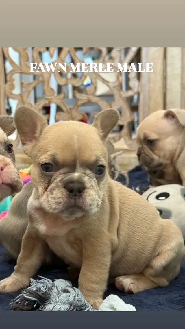 FRENCH BULLDOGS CKC REGISTERED in Dogs & Puppies for Rehoming in Edmonton - Image 5
