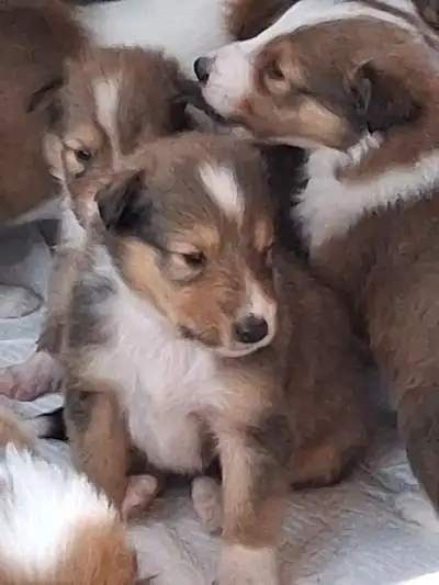 Beautiful Rough Collie/Sheltie mix puppies, View more