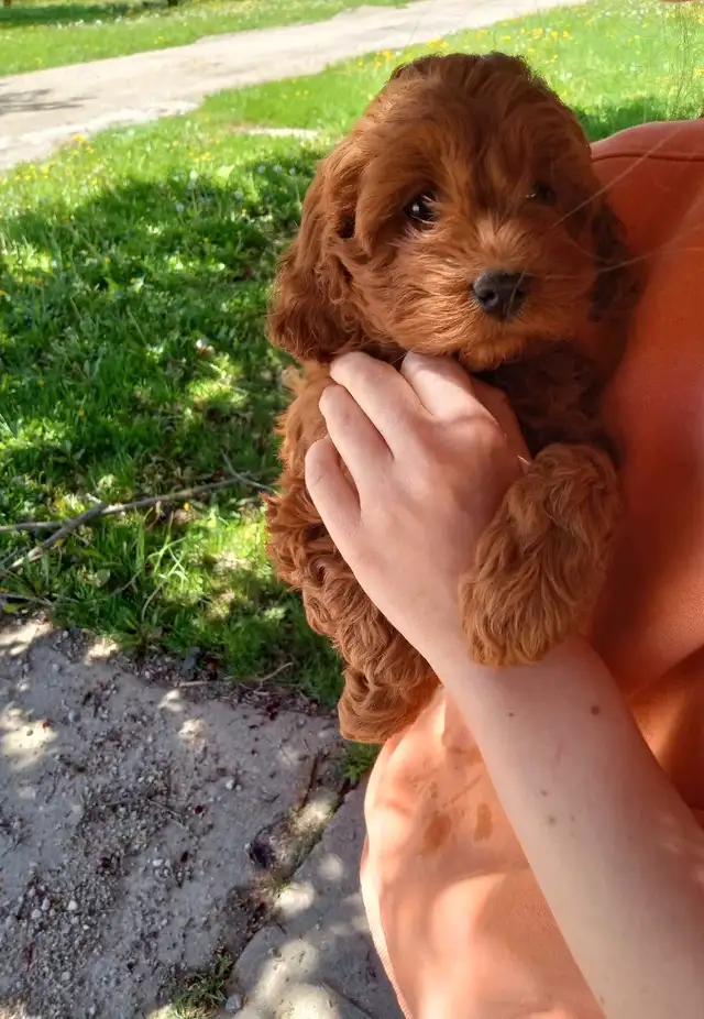 Cockapoo 3 puppies are looking for home in Dogs & Puppies for Rehoming in Oakville / Halton Region - Image 3