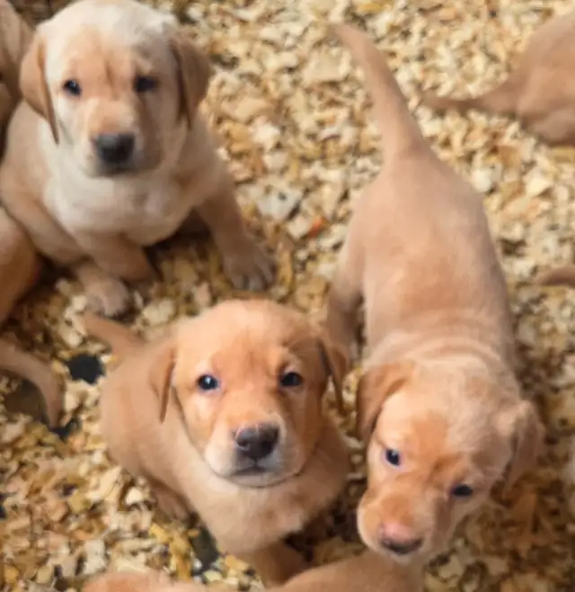 1 MALE & 1 FEMALE! CKC Purebred Yellow Labs in Dogs & Puppies for Rehoming in Sault Ste. Marie - Image 7