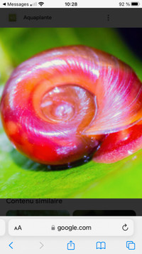 Escargot planorbe rose à vendre