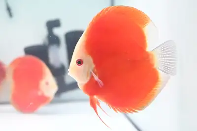 Discus Fish at Fins8, View more