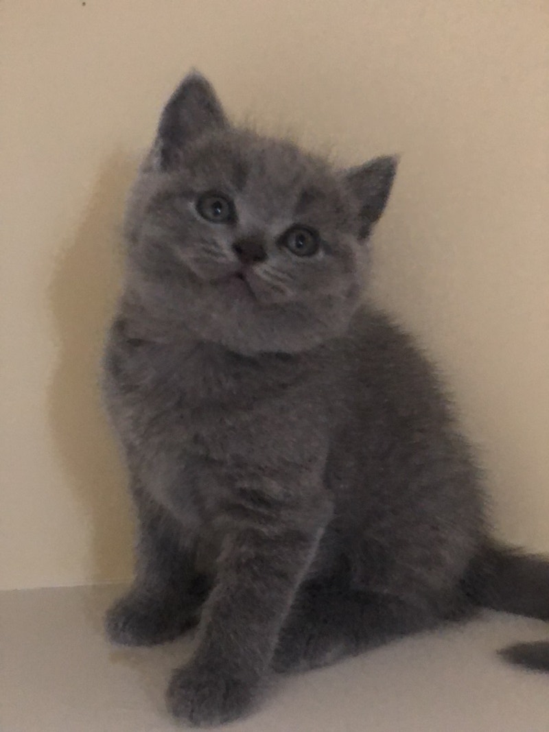 British Short blue kittens for sale for 650 Cats & Kittens for Rehoming Bedford Kijiji